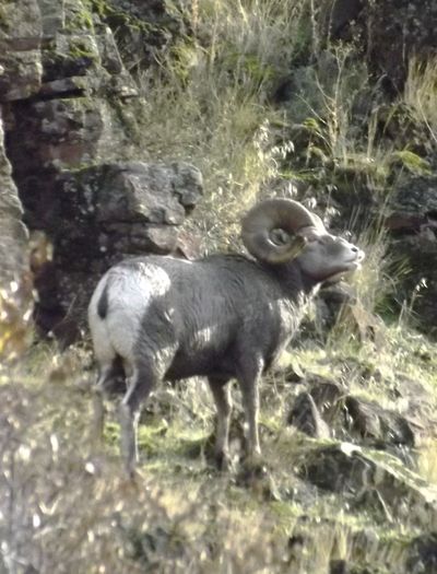A bighorn ram poses for anglers along the shore of the Grande Ronde River in mid-November. (Jeff Holmes)