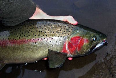 
Steelhead, such as this one caught last weekend, are getting active in the Grande Ronde River, offering fantastic fishing when water conditions are right. 
 (Jed Conklin / The Spokesman-Review)