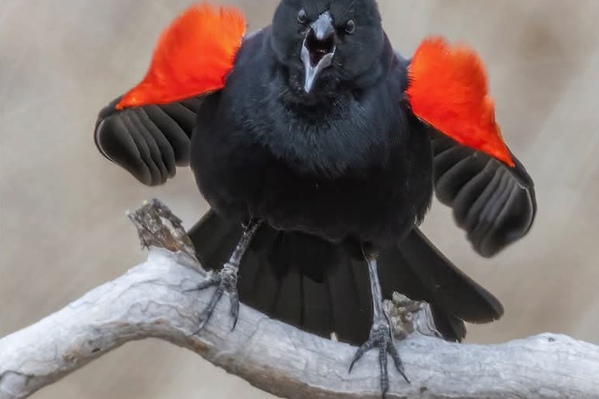 This male red-winged blackbird perched at Turnbull National Wildlife Refuge was “showing off for the girls,” said Tom Munson of Spokane. “He was a real performer.”  (Courtesy of Tom Munson)
