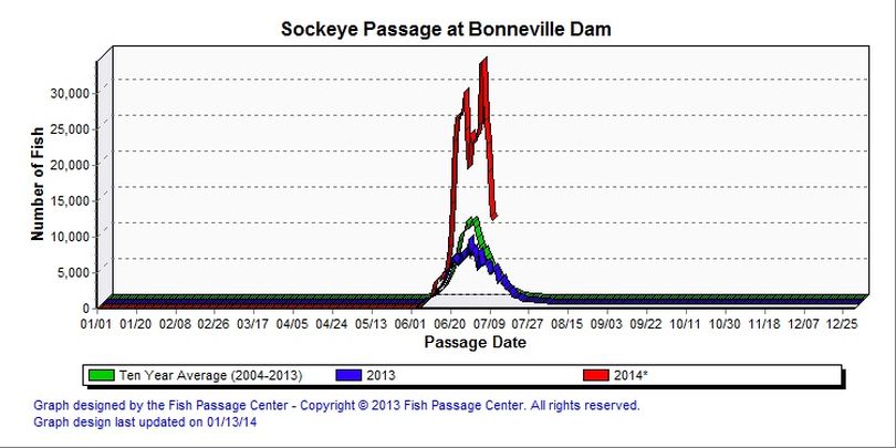 Sockeye salmon spiked over Bonneville Dam on July 11, 2014 prompting fish managers to forecast a record ru n. (Fish Passage Center)