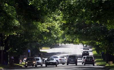 Spokane Preservation Advocates is turning its sights to preserving the large trees in public rights of way, such as these along Grand Boulevard.  (Jesse Tinsley / The Spokesman-Review)