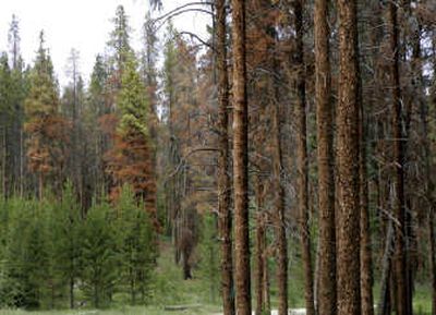 
Pine trees in the White River National Forest near Frisco, Colo., glow rusty red after being killed by the mountain pine beetle. Associated Press
 (File Associated Press / The Spokesman-Review)