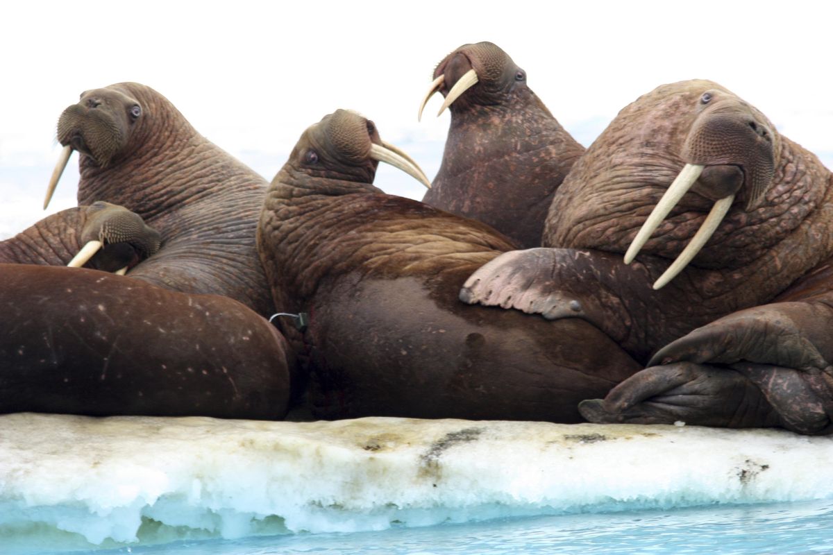 This July 20, 2011, photo provided by the U.S. Geological Survey shows Pacific walruses rest on an ice flow in the Chukchi Sea, Alaska. A lawsuit making its way through federal court in Alaska will decide whether Pacific walruses should be listed as a threatened species, giving them additional protections. Walruses use sea ice for giving birth, nursing and resting between dives for food but the amount of ice over several decades has steadily declined due to climate warming. (AP)