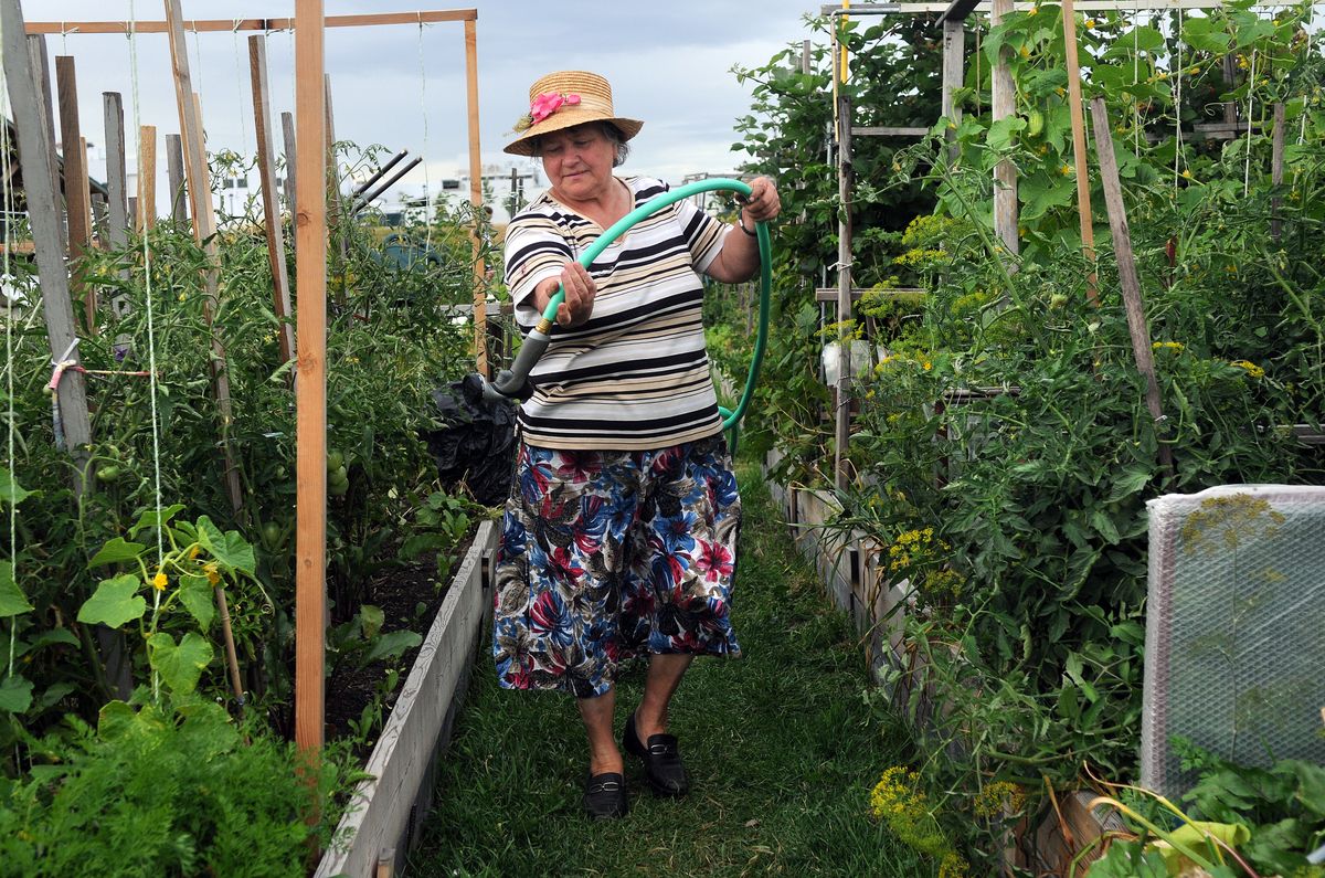 Lubov Samolovava waters her plot at the Northeast Community Garden at Andrew Rypien Field. (Photos by Rajah Bose / The Spokesman-Review)