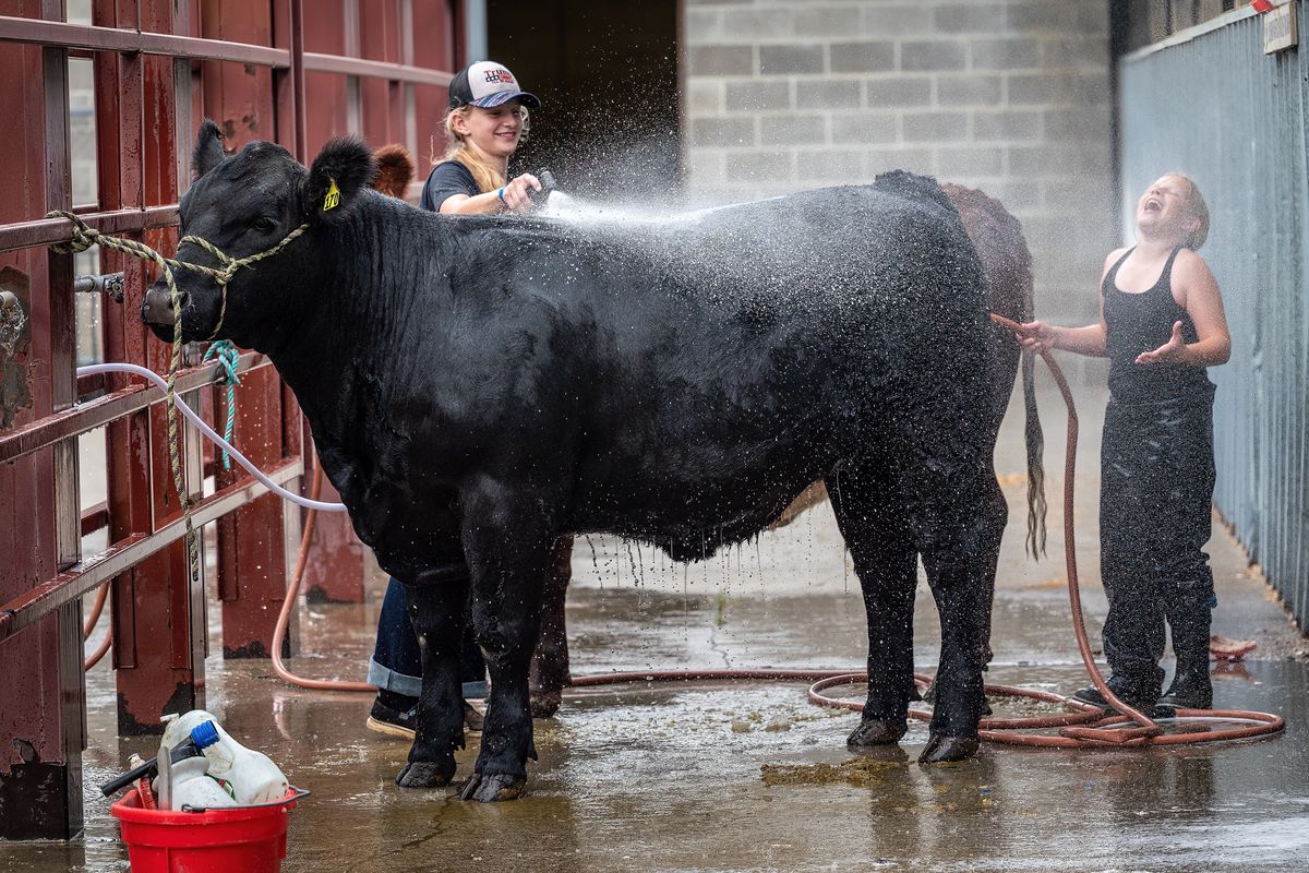 Outside the cattle barn, Arena Wells, 12, on left, rinses the soap off her cow Barley as Kelly Cordill, 12, reacts to the overspray on Friday on the opening day of the Spokane County Interstate Fair. The girls from Cheney will be showing their cows on Saturday.  (COLIN MULVANY/THE SPOKESMAN-REVIEW)