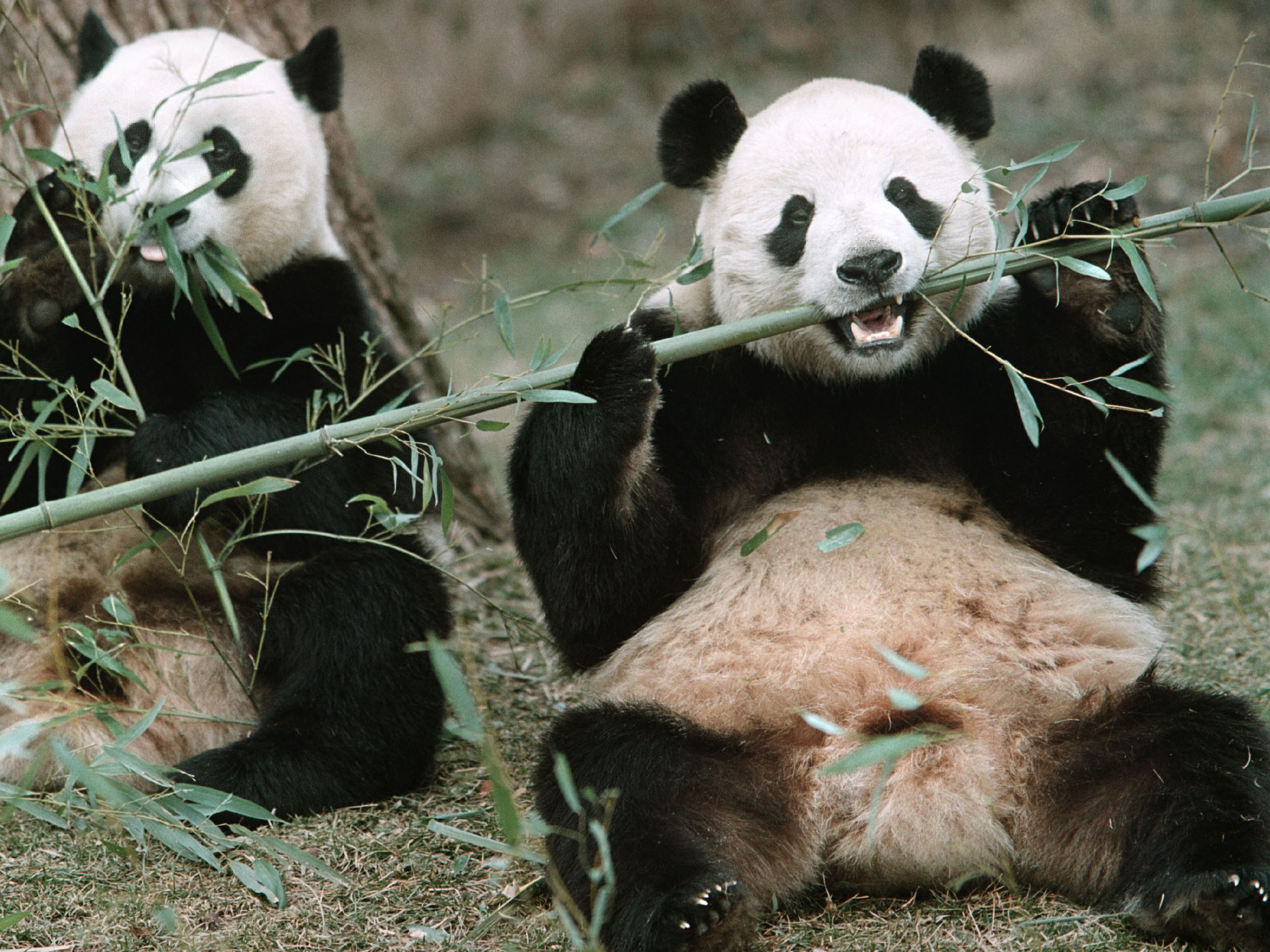 Giant pandas have been stars of the National Zoo for 50 years | The  Spokesman-Review