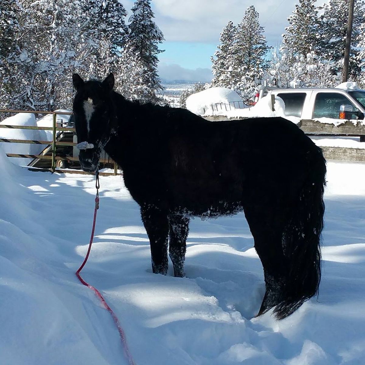 One of two horses stranded for days in high mountain snowfields of near McCall, Idaho, was rescued on Jan. 24, 2017, by helicopter. It was recovering fine, sources from Idaho Horse Rescue say.  (Heidi Morell)