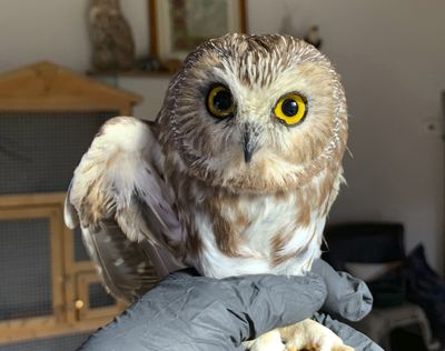 Ravensbeard Wildlife Center Director and founder Ellen Kalish holds a Saw-whet owl (Lindsay Possumato)