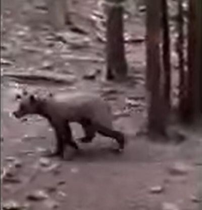 A grizzly bear shown in a video that a hunter sent to Idaho Fish and Game.   (Screenshot from Idaho Fish and Game)
