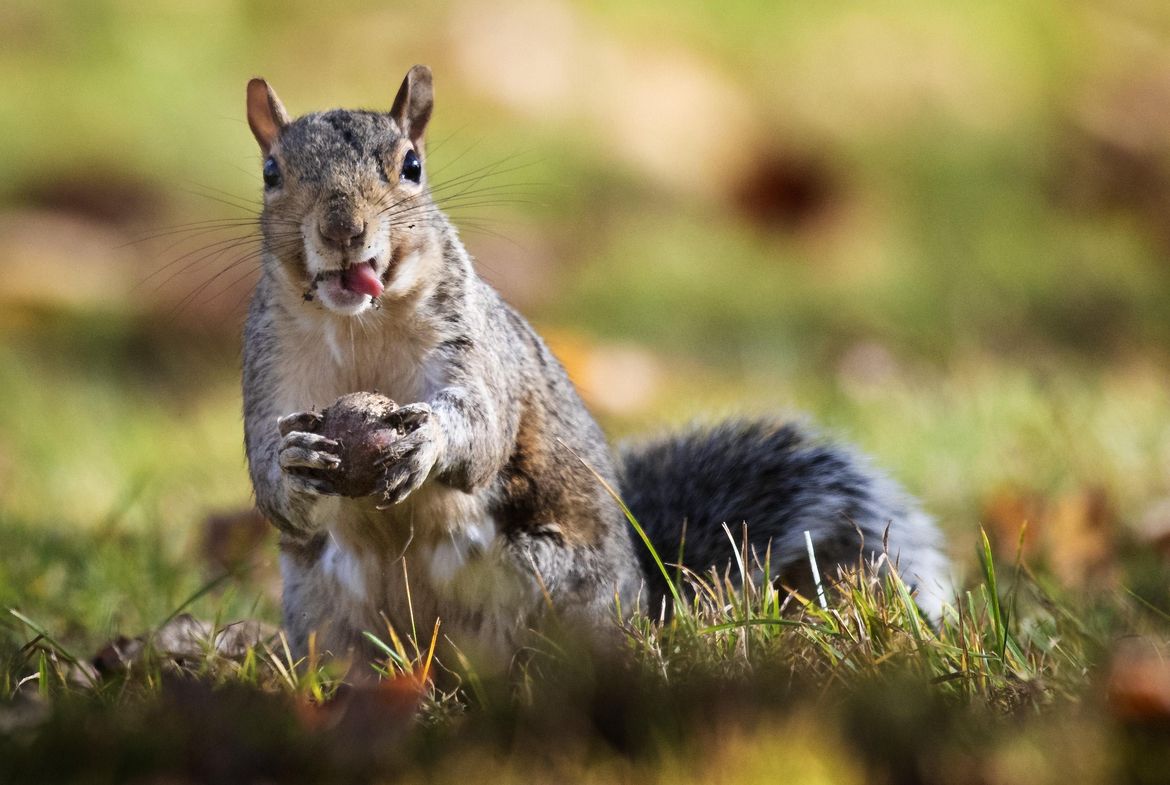 pa squirrel season
