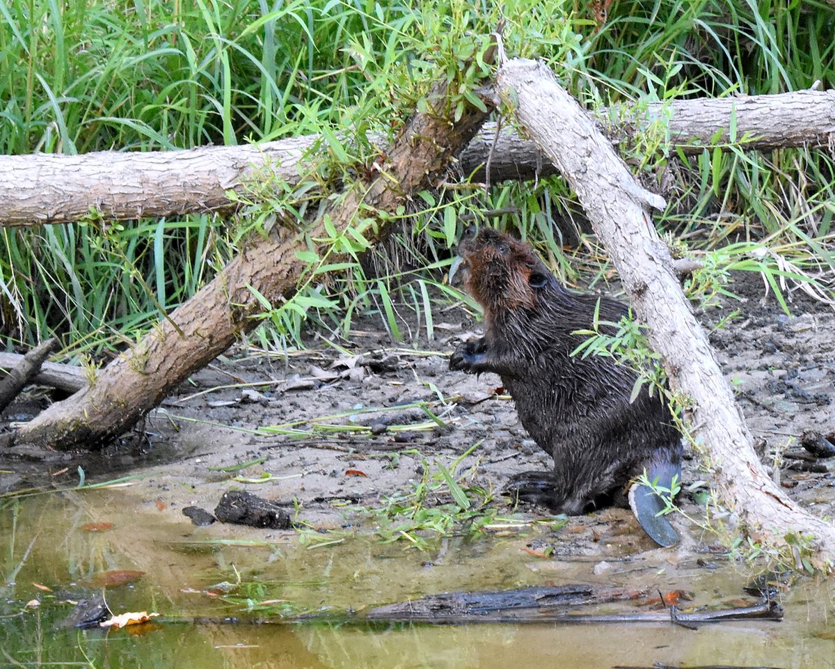 A beaver at Sparrow Pond in Arlington, Virginia, checks out logs, which can be used for building lodges and dams. Those beaver structures attract diverse wildlife.   (Ann Cameron Siegal/For Washington Post)
