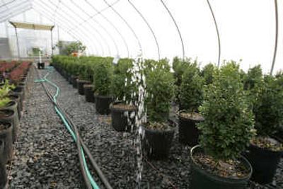 
Young mountain boxwood shrubs grow in a greenhouse.
 (Associated Press / The Spokesman-Review)