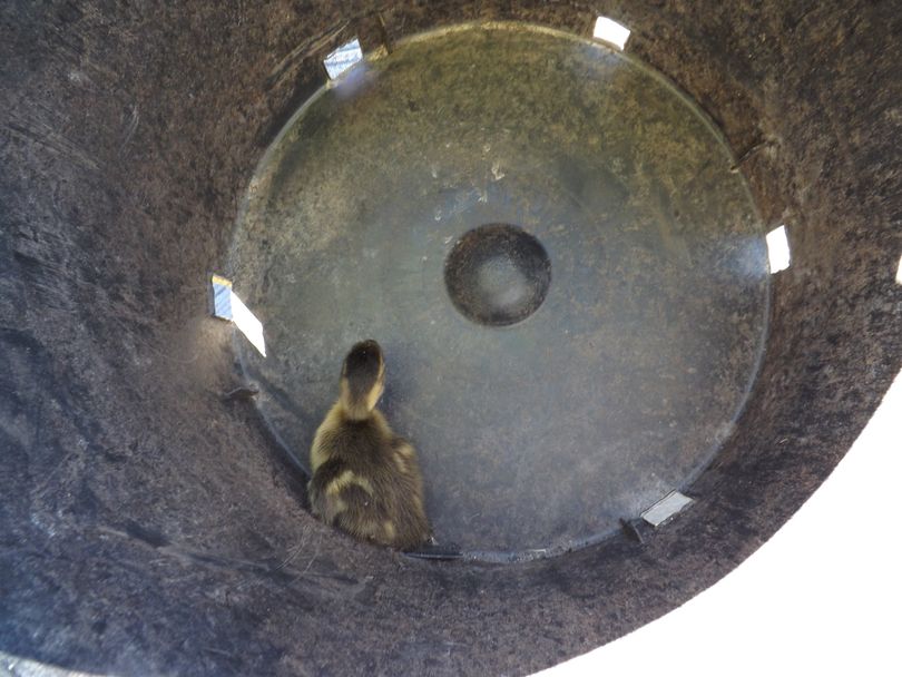 Duckling being rescued from Idaho highway storm drain (ITD)