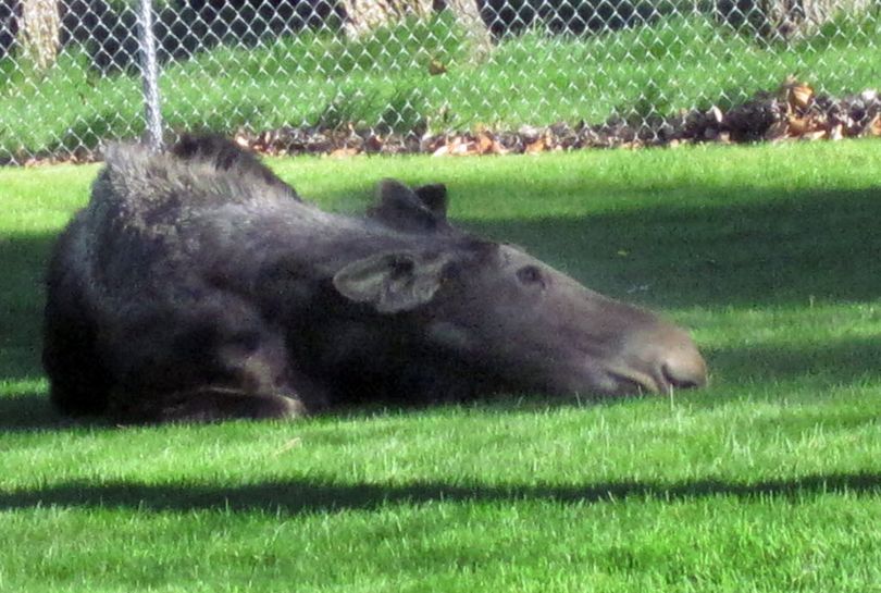 This female moose wandered into Spokesman-Review photographer J. Bart Rayniak's yard in Otis Orchards, Saturday morning, May 14, 2011, and made herself comfortable for the day, resting in the shade and foraging on flowering cherry blossoms and bushes. According to Washington Fish and Wildlife officer Paul Mosman, although quite docile, moose are unpredictable, so it's best to put your dogs inside, and keep your distance until they wander away, which this young lady did at dusk.  (J. Bart Rayniak)