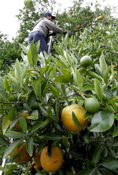
Ripe Valencia oranges wait to be picked as Juan Tinajero, 34, a legal immigrant from Mexico, gets the fruit on higher branches Friday in Arcadia, Fla. Hurricanes, fruit disease and drought might finally have converged to make this the worst citrus season Florida has seen in years. 
 (Associated Press / The Spokesman-Review)