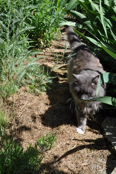 Boots the cat checks out freshly applied grass clippings that will help retain moisture in the soil when its gets hot in a couple of weeks (Pat Munts / The Spokesman-Review)