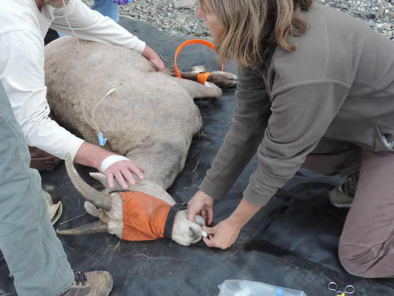 Washington Department of Fish and Wildlife workers take blood samples from one of eight infected ewes captured by helicopter net gunners on Oct. 8, 2014, along the Grande Ronde River. 
the ewes will be transported to a South Dakota State University facility for research on a strain of pneumonia that's been deadly to the bighorn sheep in the Hell's Canyon area.   Courtesy photo (Washington Department of Fish and Wildlife)