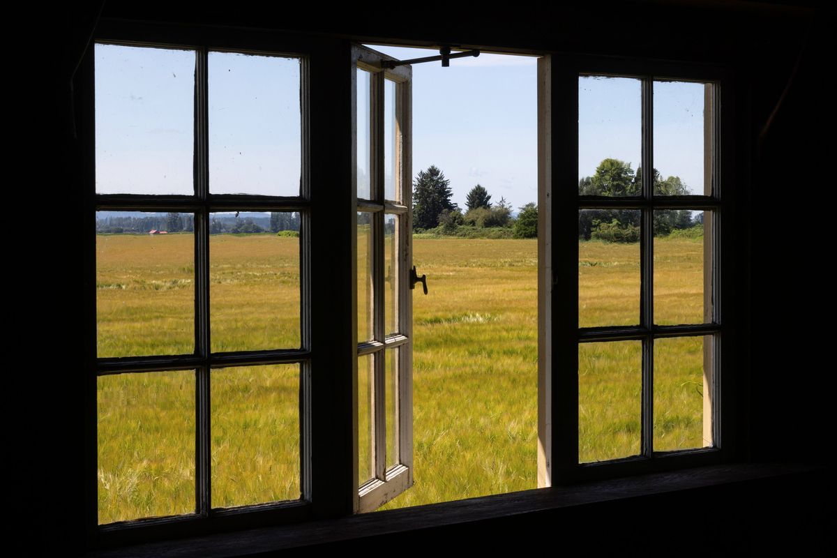 A field leased for farming grows barley, seen from inside a smaller vintage structure where events take place during weddings, at The Saltbox Barn, Wednesday, July 26 in Mount Vernon, Washington. Farming alone does not pay all the bills here, and there is a risk of going out of business if a code change in Skagit County goes through, prohibiting wedding venues from operating in the county where it is zoned for only agriculture on farmlands. (Ken Lambert/The Seattle Times/TNS)