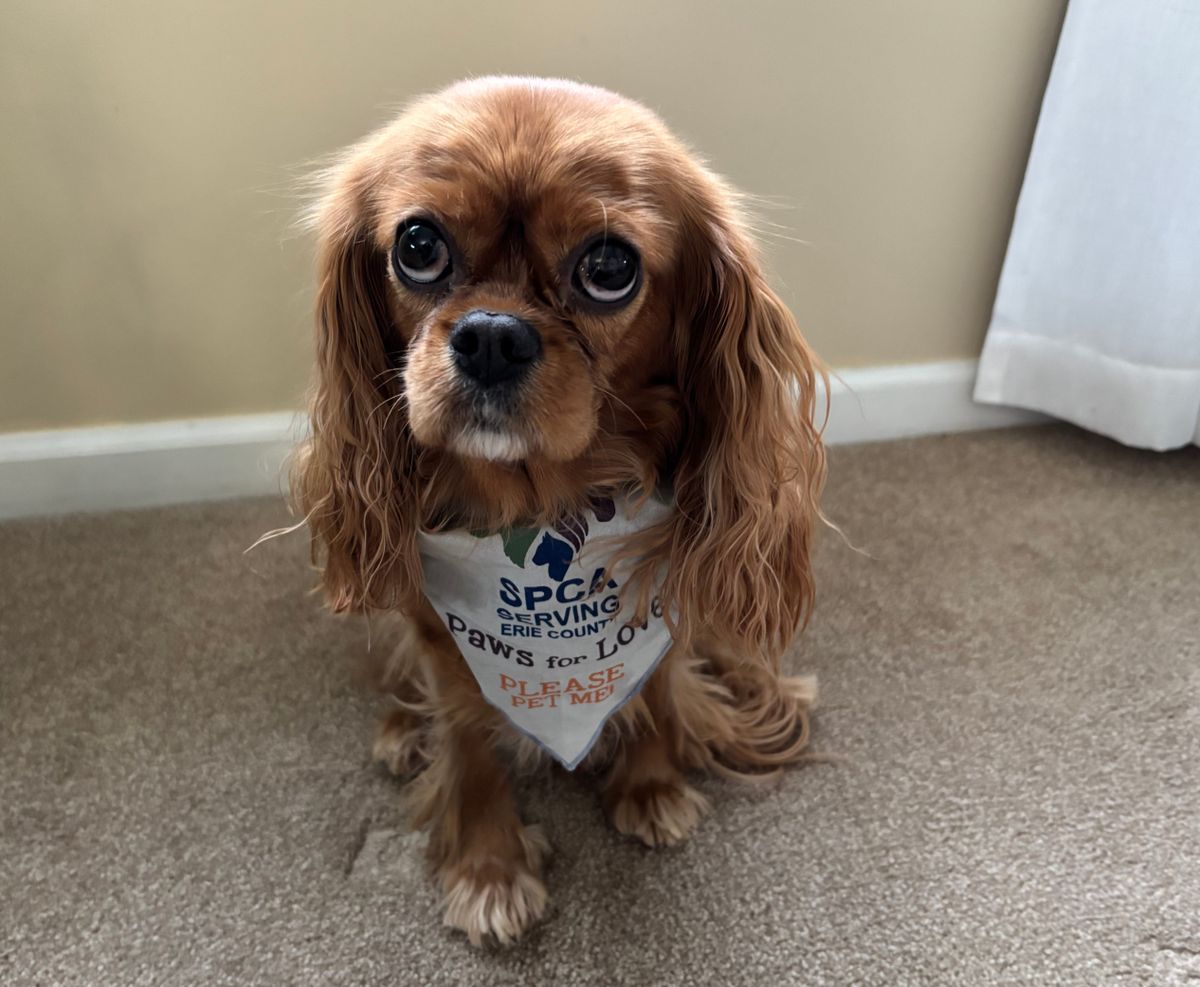 Rosebud, a therapy dog volunteer for SPCA Serving Erie County, N.Y. Rosebud is a puppy mill survivor and was rescued in August 2023.  (Courtesy of Sue Gibson)