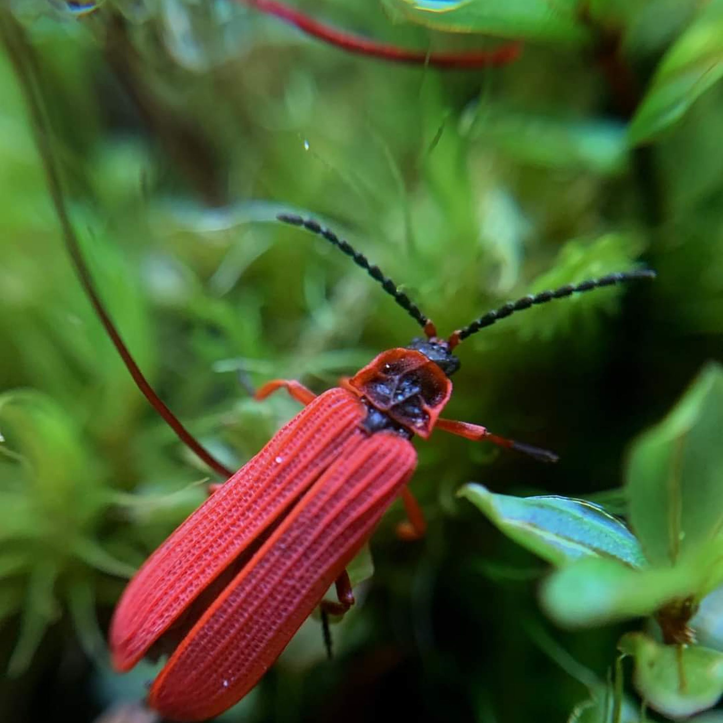 Bugging the Northwest: The bright side of this beetle is its stinky warning