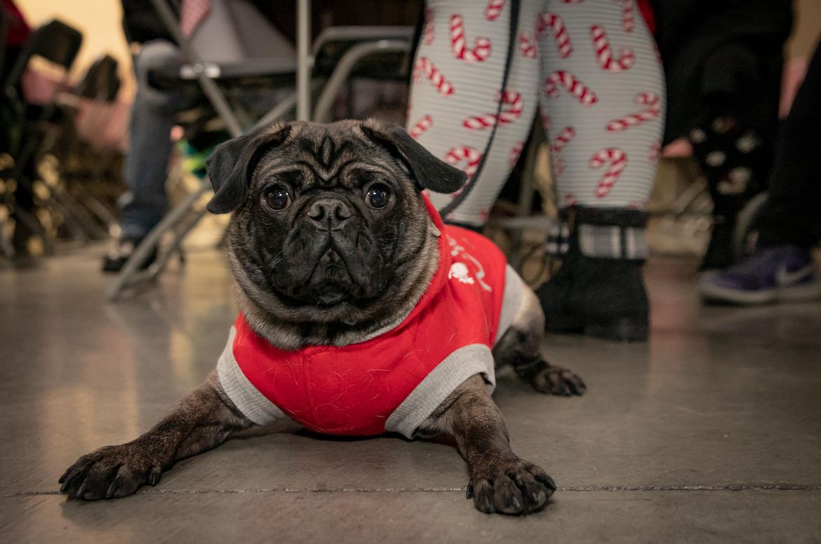 Spokane animal lovers, adoptable pets converge for Santa Claws 2019