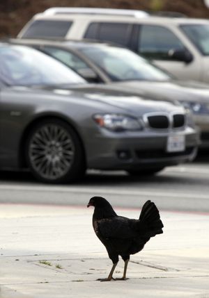 A black hen is shown Friday Jan. 29, 2010 at Glendale Community College in Glendale, Calif., that has been dodging cars, captors and coyotes for two months. Officials say the bird has been darting into traffic outside Glendale Community College since it was first reported Nov. 20. The chicken has drawn a growing crowd of photographers and journalists as animal control officers struggle to catch it. (Nick Ut / Associated Press)