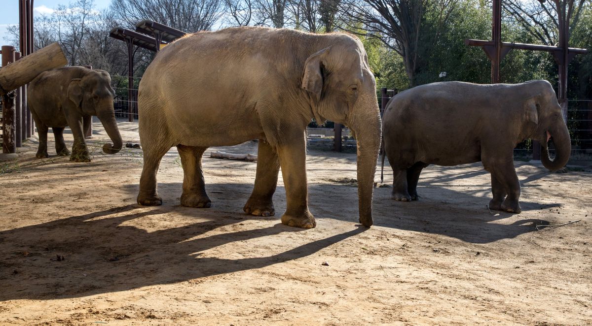 Shanthi (center), Ambika (left), and Bozie (right), walk into a paddock at the National Zoo in January 2020. Later that year, Shanthi and Ambika were euthanized due to old age.  (Evelyn Hockstein/For The Washington Post)