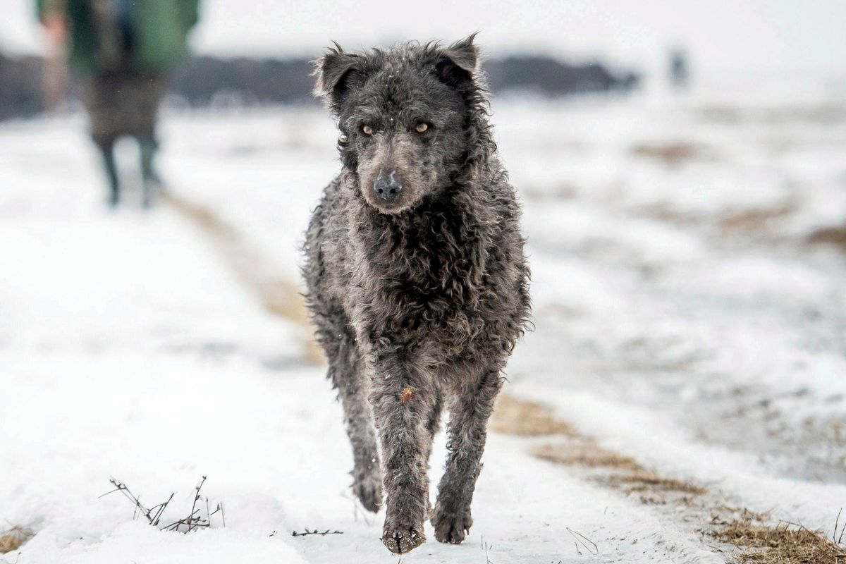 A black Mudi, a Hungarian species of shepherd dogs, helps to drive a herd of 120 buffaloes from its summer pasture to its winter habitat at Kiskunsag National Park, Budapest, Hungary, in 2017.  (Associated Press)