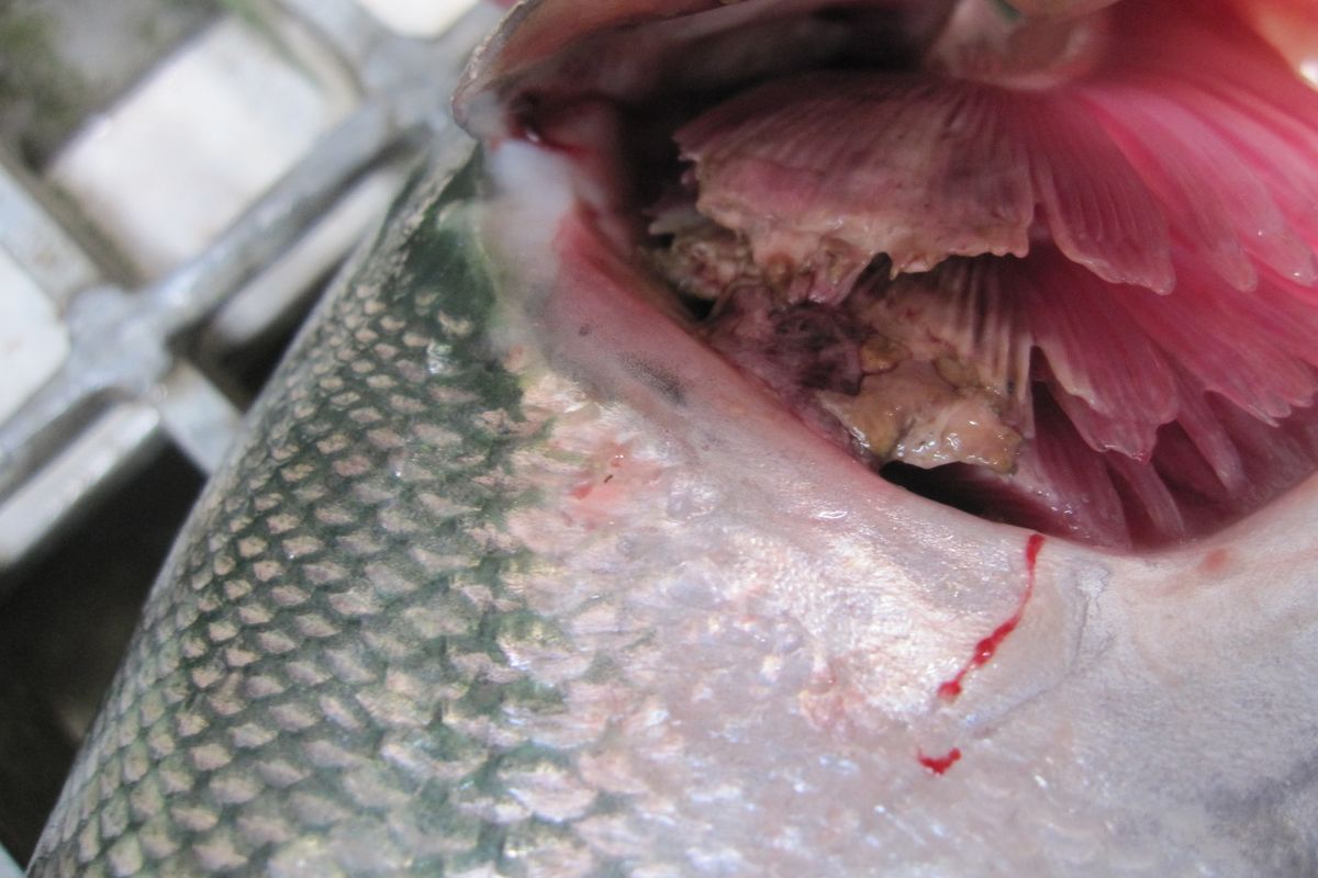 Columnaris bacteria lesions mar the gills of a sockeye salmon that was moving up the Columbia River in July 2015.