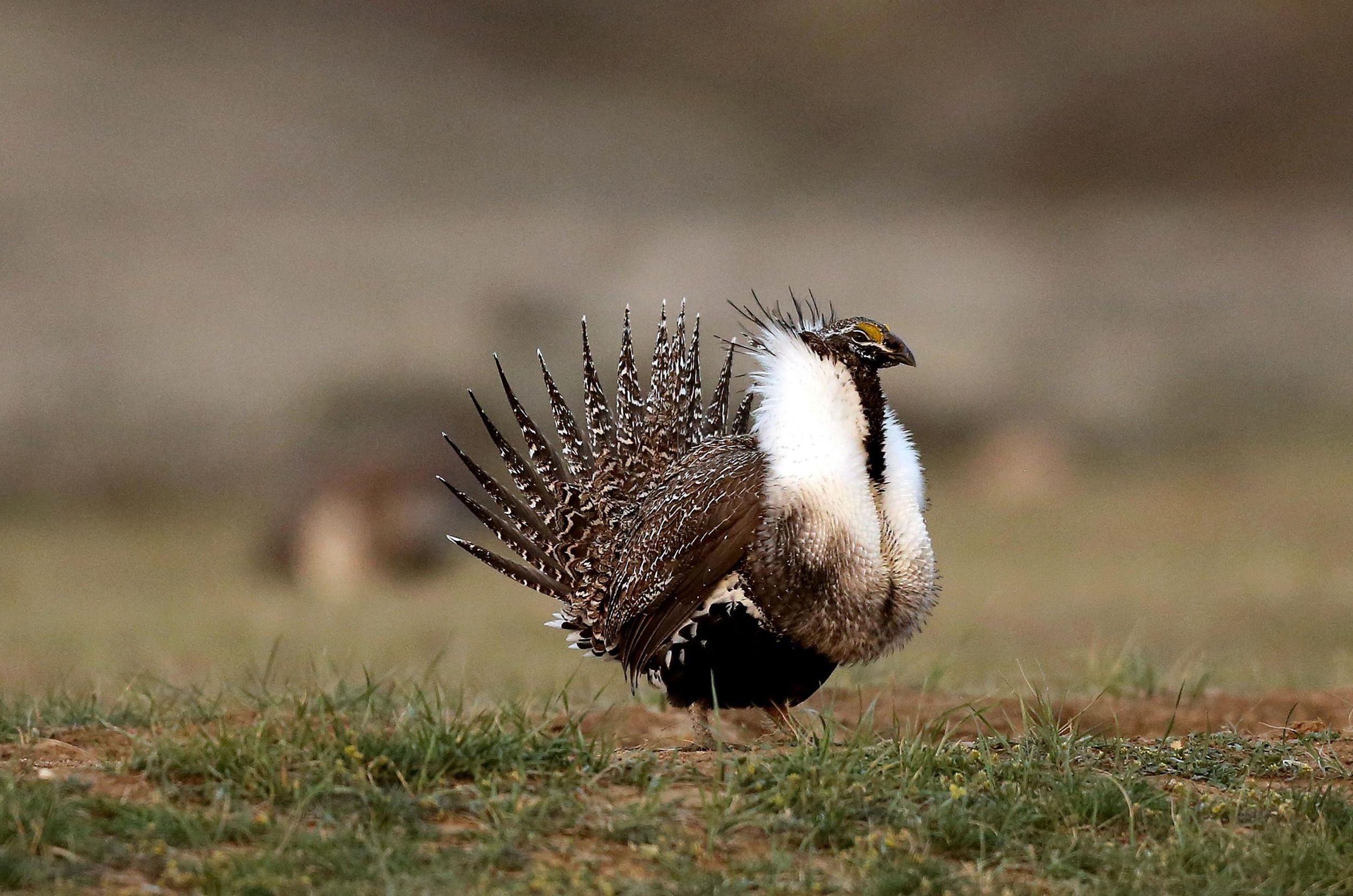 Study Fed program beneficial to Washington sage grouse The Spokesman