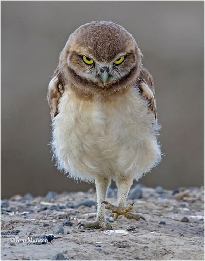 A tiny burrowing owl with a big attitude near Othello, Wash. Unlike other owl species, these fellows are active during the day and the fathers help decorate the area near the nest. (Tom Munson)
