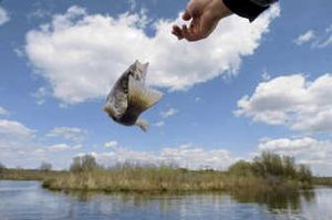 
An angler returns a largemouth bass to Potholes Reservoir south of Moses Lake. Tacoma News Tribune
 (PETER HALEY Tacoma News Tribune / The Spokesman-Review)