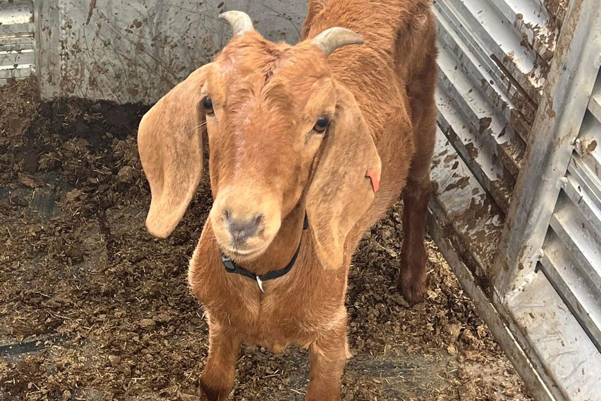 Willy, a goat named after Willacy County, Texas, went missing last month after a youth rodeo.  (Alison Savage/Handout)
