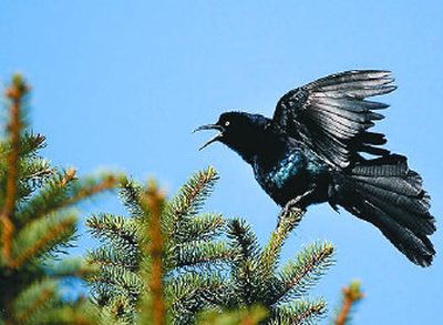 
A grackle finds something to eat from the rough of a Liberty Lake golf course. The common blackish bird is very uncommon for this area, with some field guides showing its range as far north as the mid-section of Nevada. 
 (TOM DAVENPORT / The Spokesman-Review)