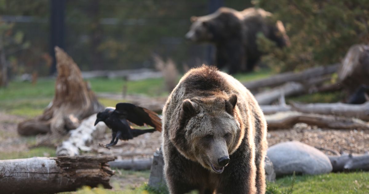 Grizzly bear attack in British Columbia seriously injures 3 schoolchildren
