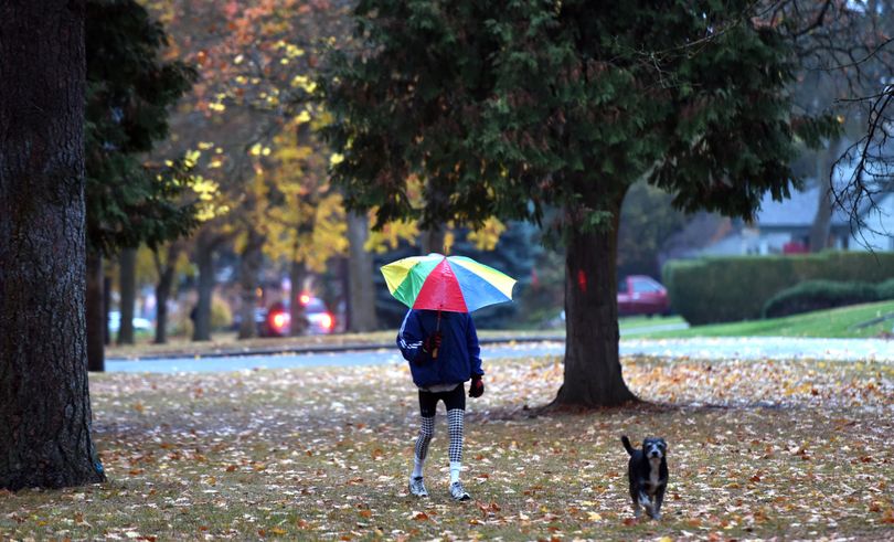 Don Wallace walks with his dog, Kimee, up the greenbelt of Manito Boulevard in a steady drizzle on Friday, Oct. 30, 2015, in Spokane. “We need the rain,” said Wallace, “to recharge the aquifer.” (Jesse Tinsley / The Spokesman-Review)