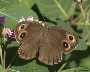 The common wood nymph butterfly is found in Spokane County. (Jeanne Dammarel)