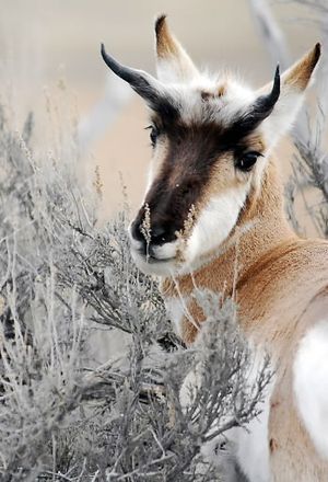 A pronghorn, also known as an antelope. (Associated Press)
