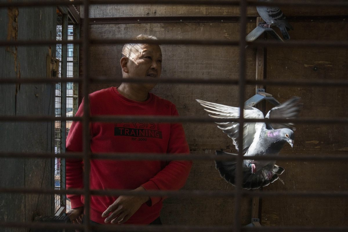 Huanan market vendor Jiang Dafa tends to his pigeons at home in Wuhan in central China’s Hubei province on Oct. 22. China’s search for the COVID-19 virus started in the Huanan Seafood market in Wuhan, a sprawling, low-slung complex where many of the first human coronavirus cases were detected.  (Ng Han Guan)