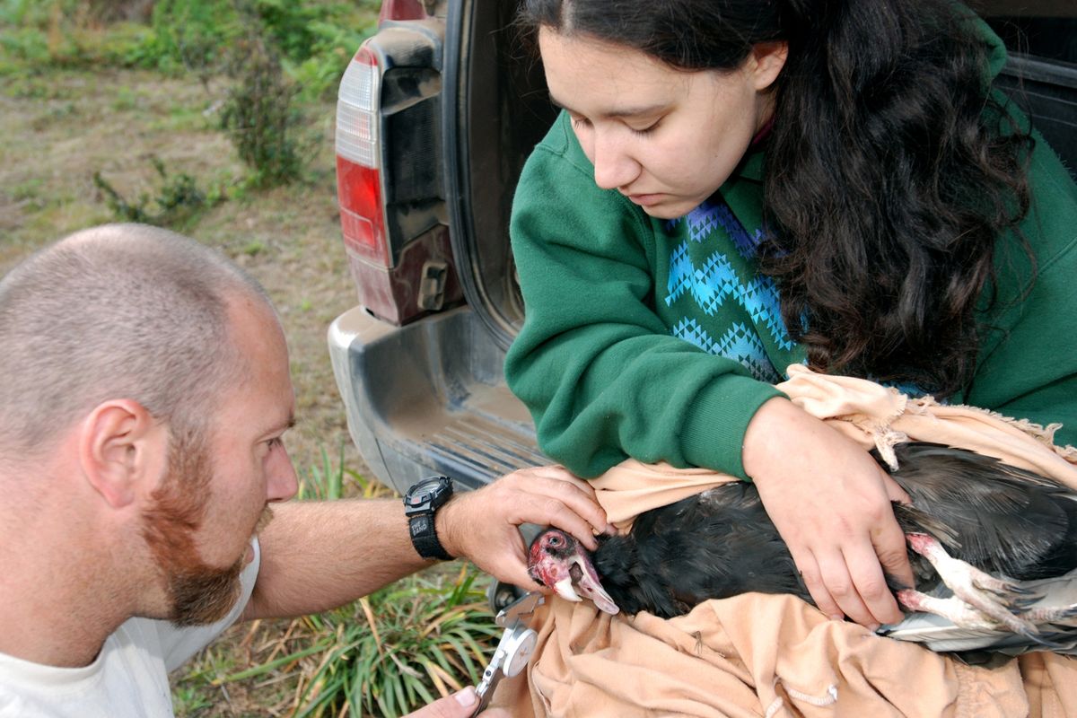 Yurok Tribe wildlife biotechnician Tiana Williams holds a turkey vulture captured in the hills outside Orick, Calif., on Aug. 7, while wildlife biologist Chris West measures its beak.  Associated Press photos (Associated Press photos / The Spokesman-Review)
