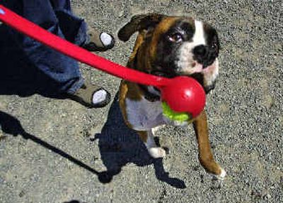 
Remo, an athletic boxer dog, leaps for a ball being held by his owner in a toy made for tossing at a dog park in Redmond, Wash. Companies are finding success by aggressively marketing medicines to pet owners who view their animals as an important member of the family. 
 (Associated Press / The Spokesman-Review)