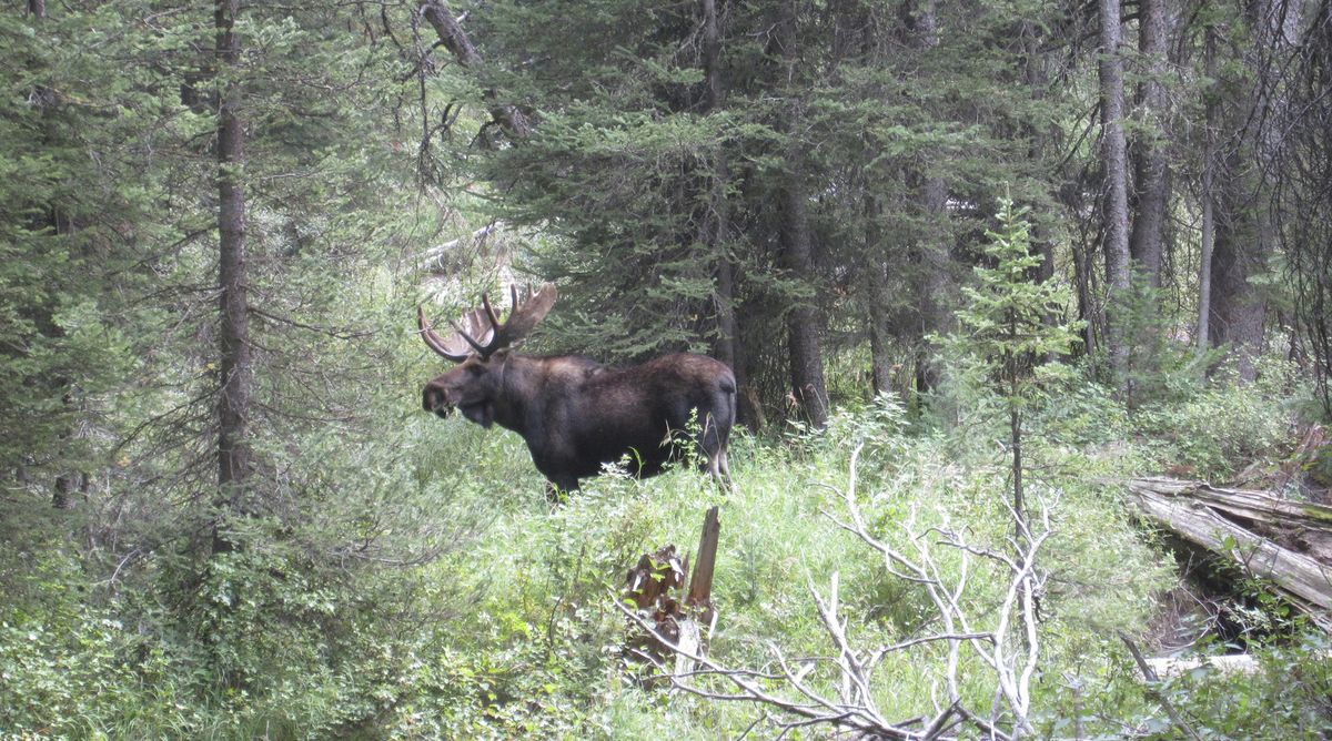 Moose population gaining in Oregon The SpokesmanReview