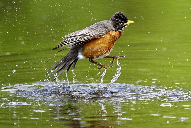 A  robin leaps into the air while taking a bath in a parking lot puddle at River Forks Park near Roseburg, Ore. (Associated Press)