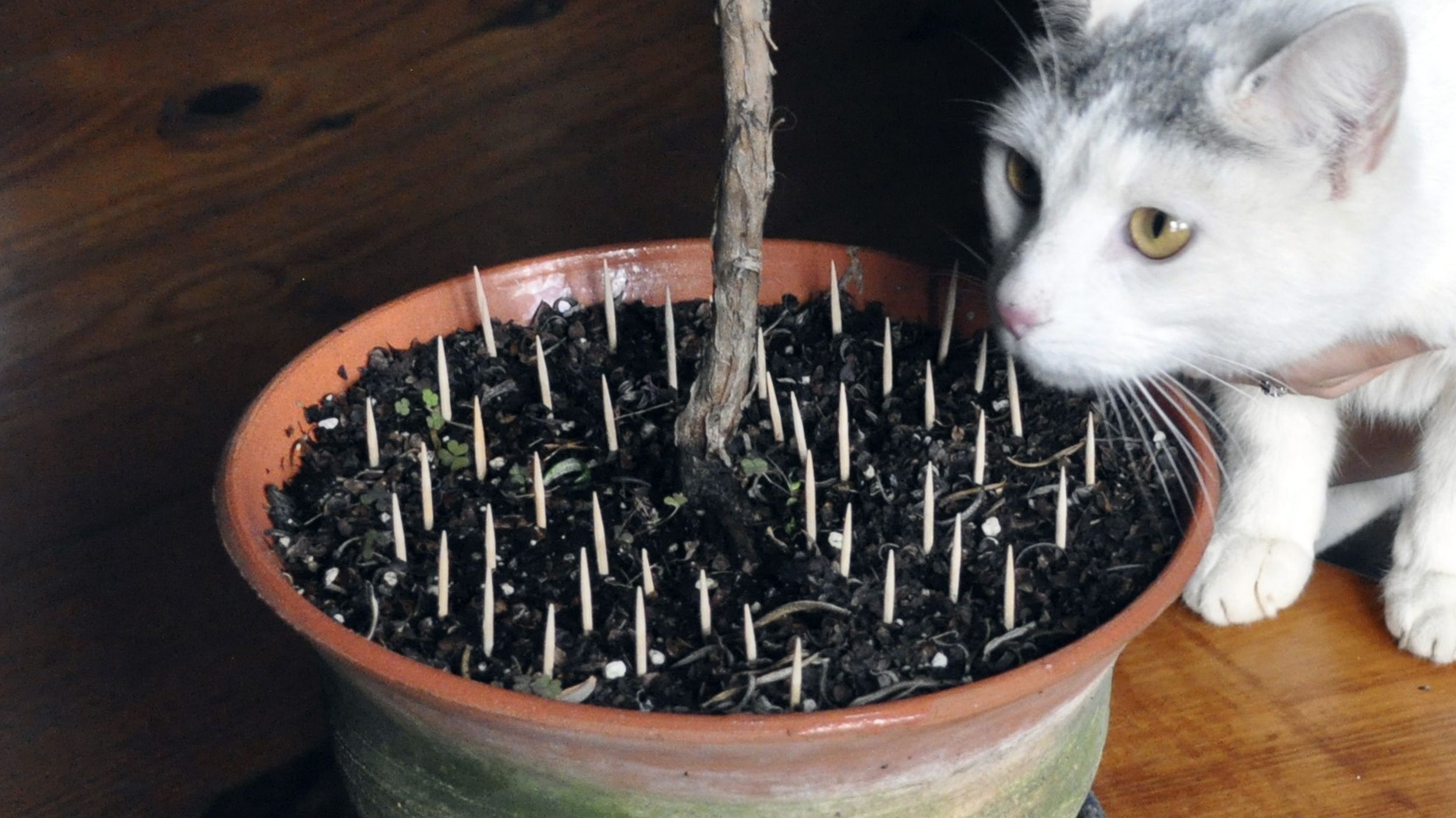 Keep cats from chewing plants cheap