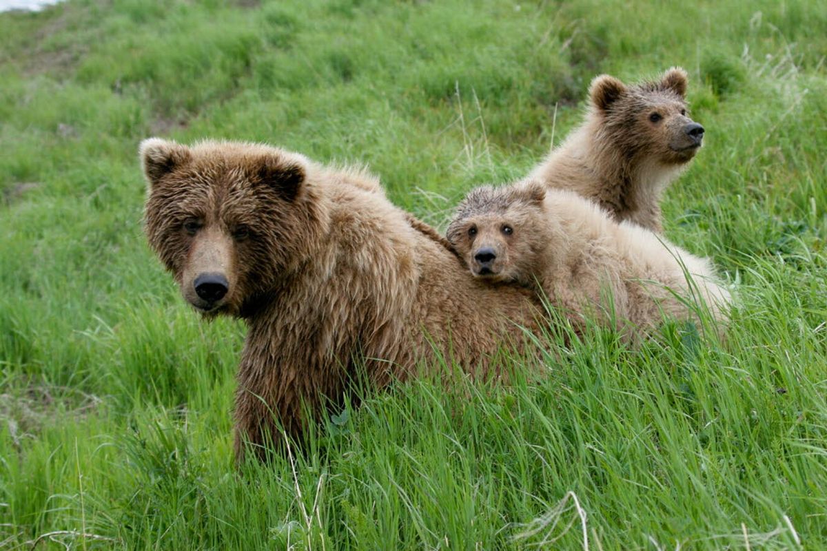 A brown bear sow and her two cubs pose for photographers who drew coveted permits to observe the bears as they congregate at the McNeil River State Game Sanctuary in Alaska. (Doug Kelley)