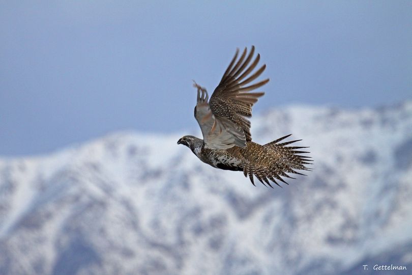 Sage grouse in flight. (Tatiana Gettelman / Sage Grouse Initiative)