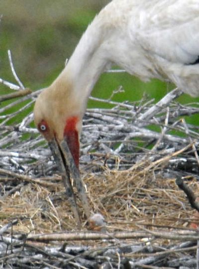 
An Oriental white stork tends to its newly hatched chick  in  Toyooka, western Japan, on Sunday. 
 (Associated Press / The Spokesman-Review)