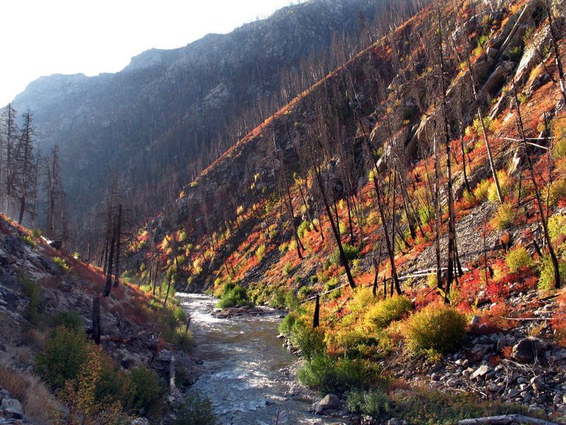 Early morning fall underbrush is reflected along the mountainsides of Pistol Creek on the Middle Fork of the Salmon River Sept. 15, 2008. The area was devastated by fire in the summer of 2000, leavng smolding pines and incinerated ash which covered the forest floor. J. BART RAYNIAK The Spokesman-Review
 (J. Bart Rayniak)