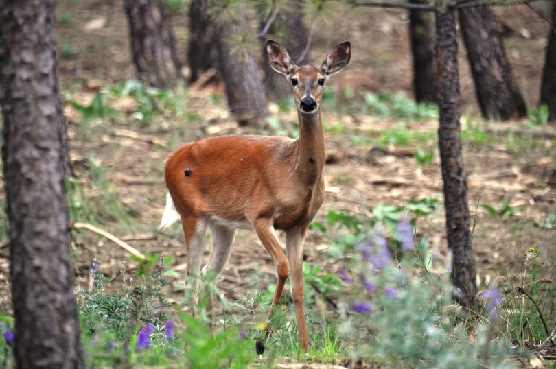 A whitetail doe exhibits large tumor-like growths known as fibromas on her skin. The skin disease is not uncommon among deer in the Inland Northwest. It is not known to affect their meat for human consumption, Idaho Fish and Game biologists say. (Rich Landers)