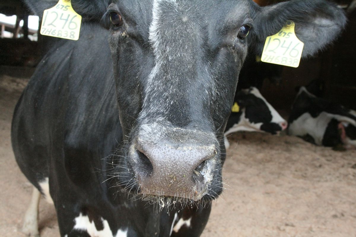 Interest is growing in agri-tours, where sustainable food producers open their doors to visitors, including Appel Dairy Farm, a 250-head operation that makes cheese in Ferndale, Wash. (Megan Cooley / Down to Earth NW Correspondent)